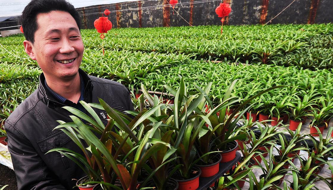 君子兰种植的最佳时间是什么时候？