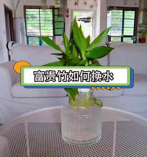 如何使富贵竹水养更加旺盛？