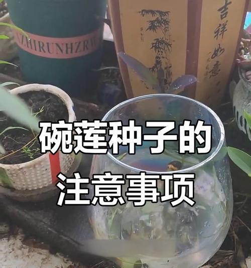 碗莲繁殖的步骤和技巧是什么？