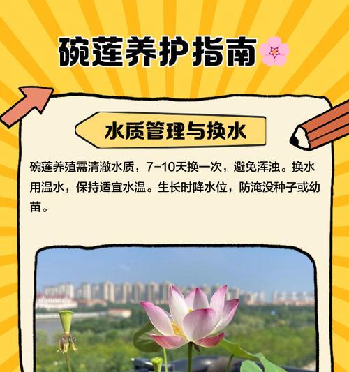 碗莲繁殖的步骤和技巧是什么？