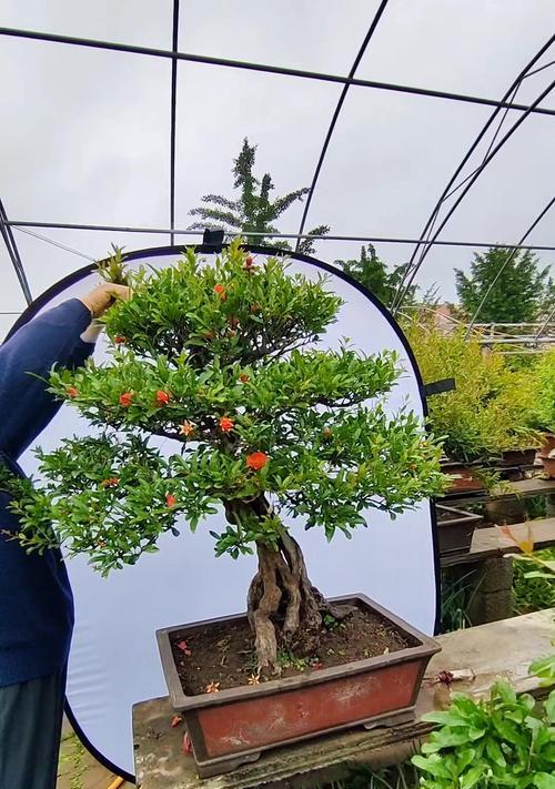 盆栽造型设计有哪些技巧？