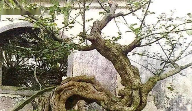 盆栽造型设计有哪些技巧？
