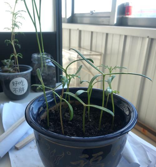格桑花摘心的最佳时机是什么时候？