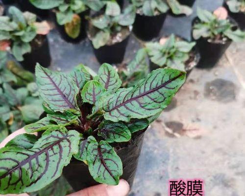 哪些植物需要在酸性土壤中生长？