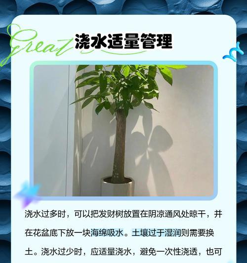 发财树叶子枯死的处理方法是什么？