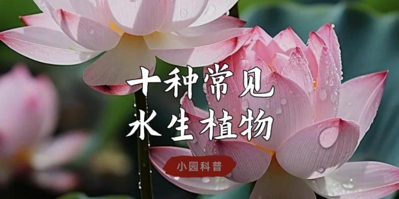 水生花卉品种有哪些？水生花卉的种植和管理技巧？