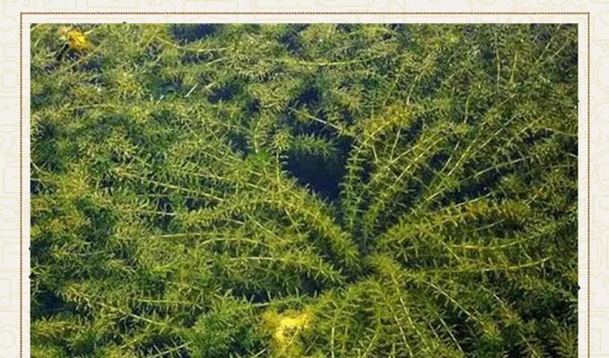水生花卉品种有哪些？水生花卉的种植和管理技巧？