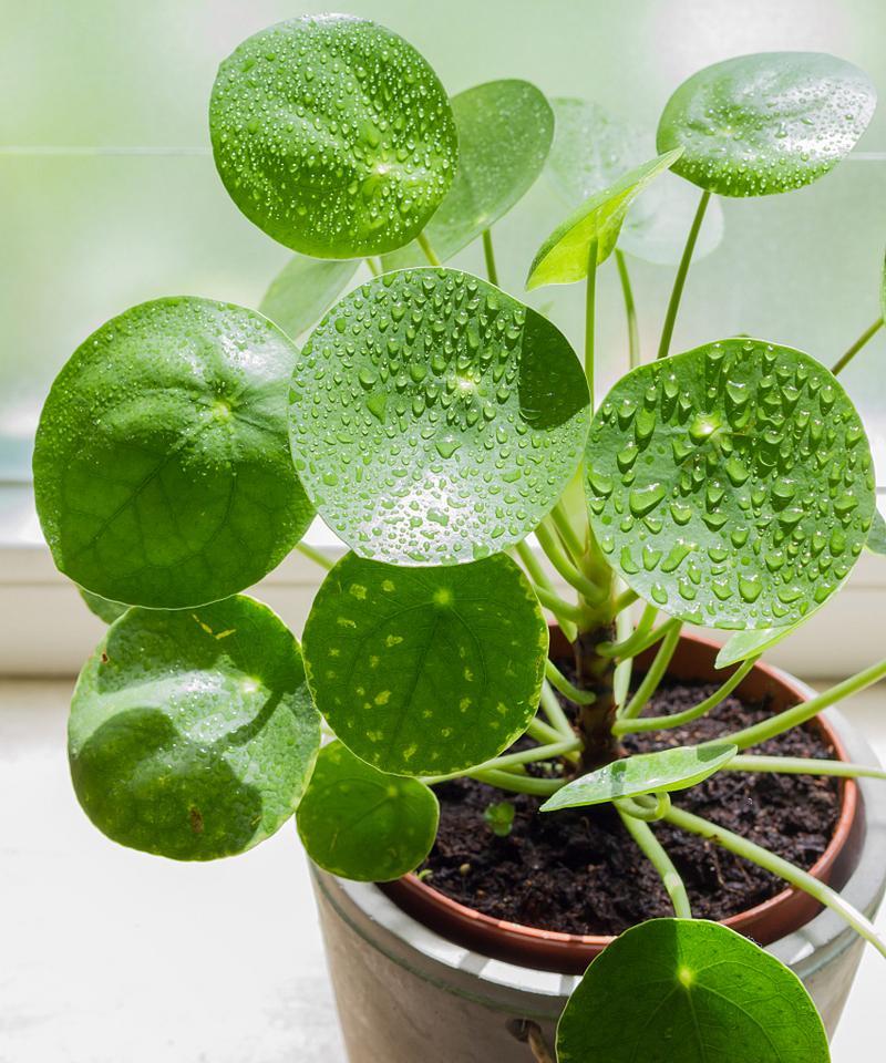 水生花卉品种有哪些？水生花卉的种植和管理技巧？