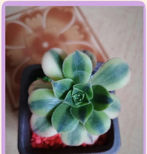 艳日辉多肉植物的养殖方法和注意事项是什么？