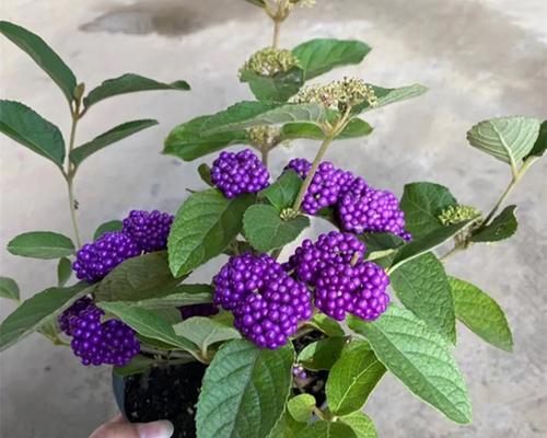 紫珍珠植物应该使用什么土壤？