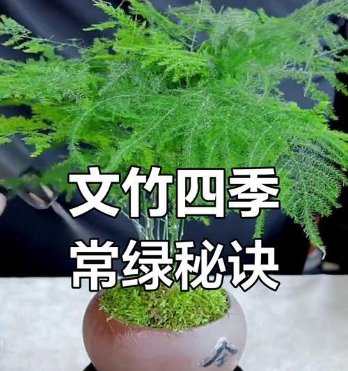 文竹的养护技巧和常见问题是什么？