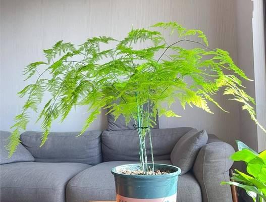 文竹的养护技巧和常见问题是什么？