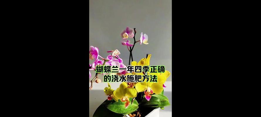 蝴蝶兰花期浇水技巧有哪些？