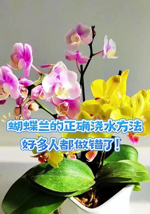 蝴蝶兰花期浇水技巧有哪些？