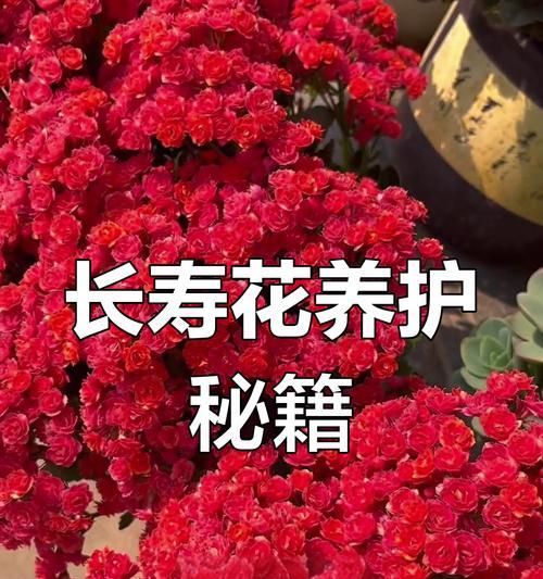 长寿花的养护秘诀是什么？