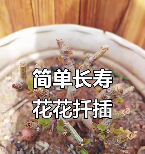 长寿花扦插的最佳时机是什么时候？