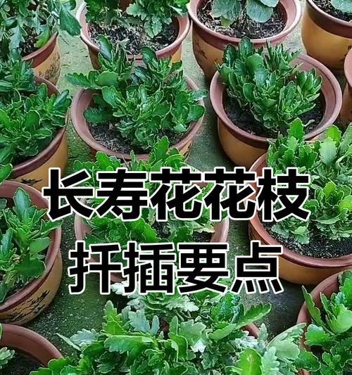 长寿花扦插的最佳时机是什么时候？