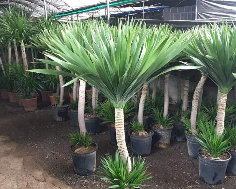 什么植物能吸收尼古丁？有助于改善室内空气质量的植物推荐？