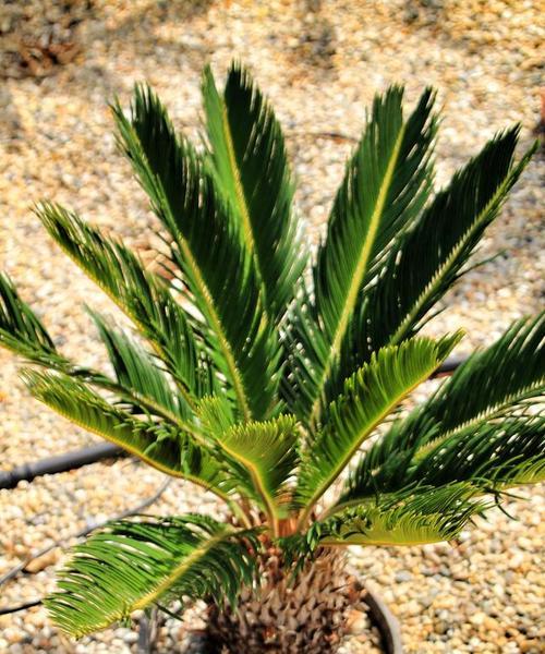 什么植物能吸收尼古丁？有助于改善室内空气质量的植物推荐？