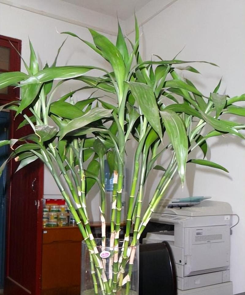 富贵竹开花困难吗？如何促进富贵竹开花？