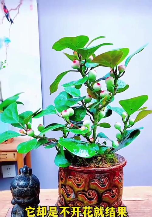 室内观果植物有哪些选择？室内观果植物的养护方法是什么？