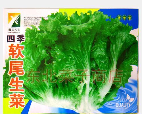 生菜种子的外观特征是什么？如何辨别生菜种子的好坏？