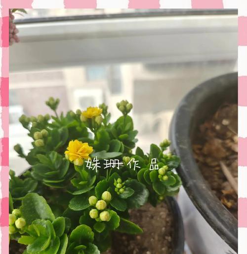 山上有多少种花品种？它们的生长习性如何？