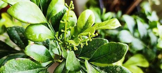 米兰不开花的原因是什么？