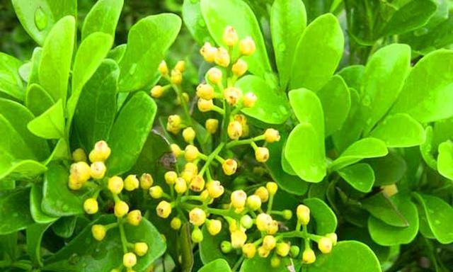 米兰不开花的原因是什么？