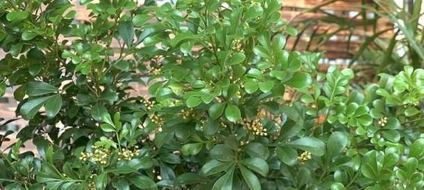 米兰不开花的原因是什么？