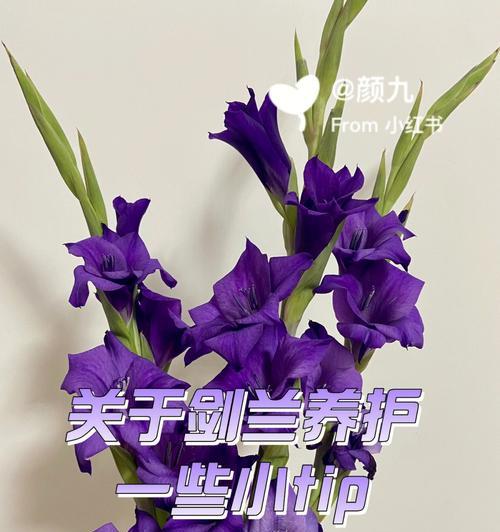 盆栽相思梅的养护技巧有哪些？