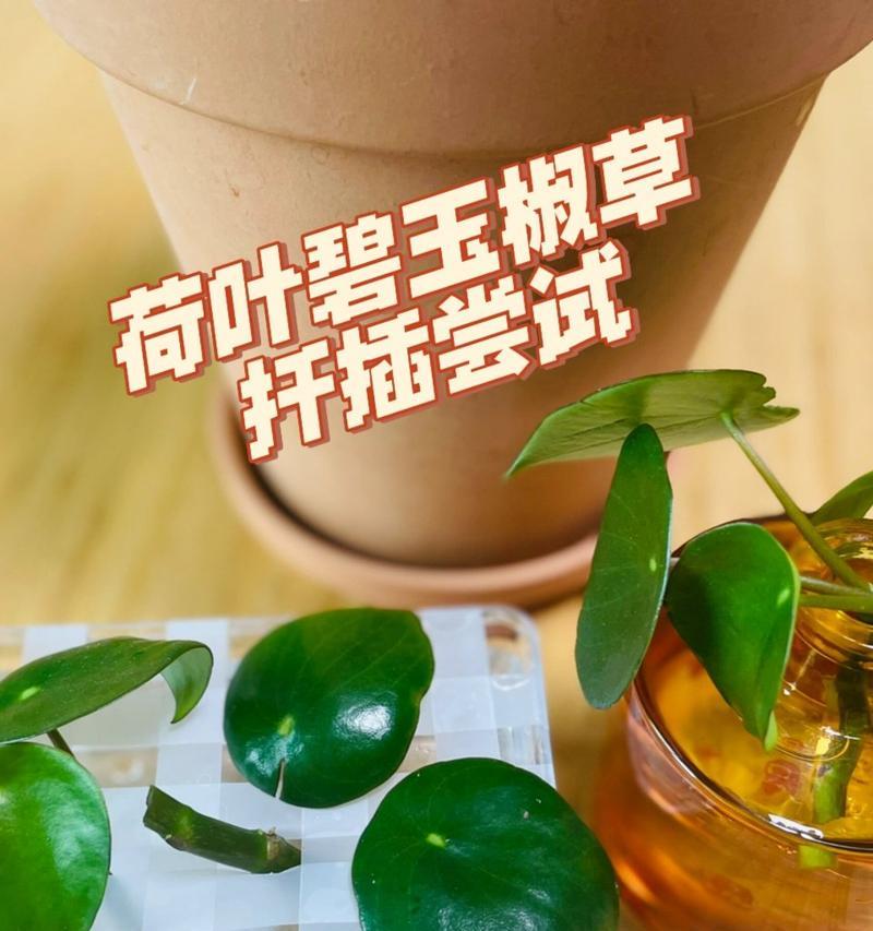 水培碧玉的方法有哪些？