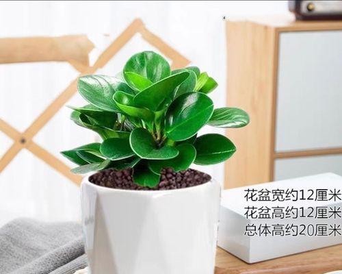 水培碧玉的方法有哪些？