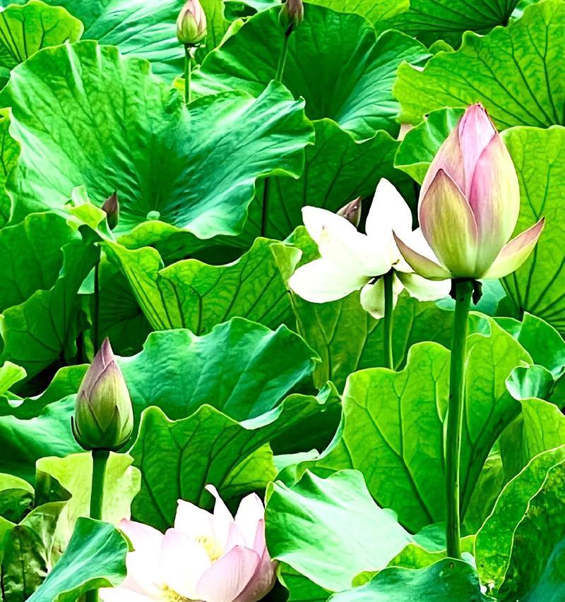 荷花主要在哪个季节开花？