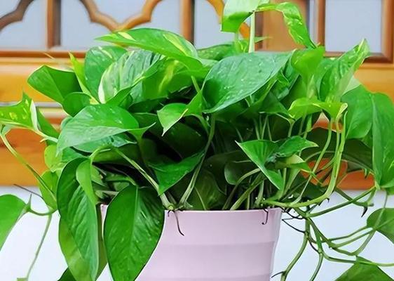 盆栽绿萝施肥技巧与注意事项？