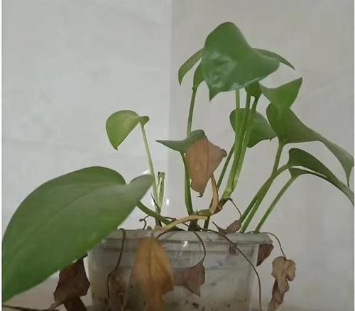 盆栽绿萝施肥技巧与注意事项？