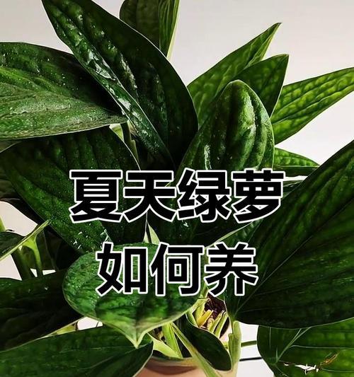 盆栽绿萝施肥技巧与注意事项？