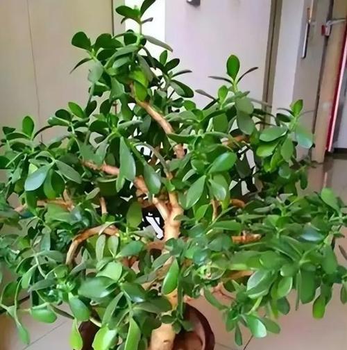玉树什么时候换盆好？换盆时的注意事项是什么？