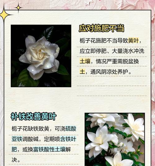 栀子花叶子发黄怎么办？可能的原因有哪些？