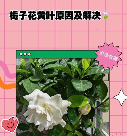 栀子花叶子发黄怎么办？可能的原因有哪些？