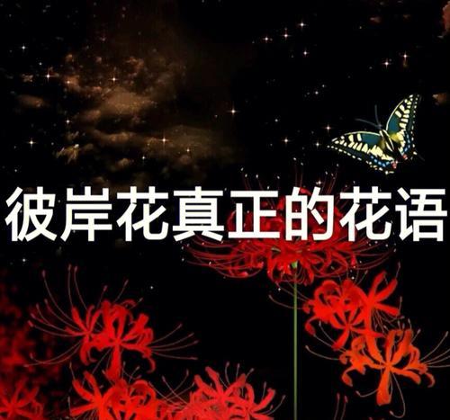 彼岸花的花语是什么？它在文化中有哪些寓意？