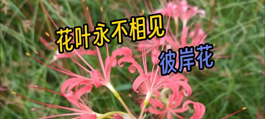 彼岸花的花语是什么？它在文化中有哪些寓意？