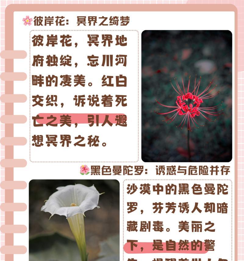 彼岸花的花语是什么？它在文化中有哪些寓意？