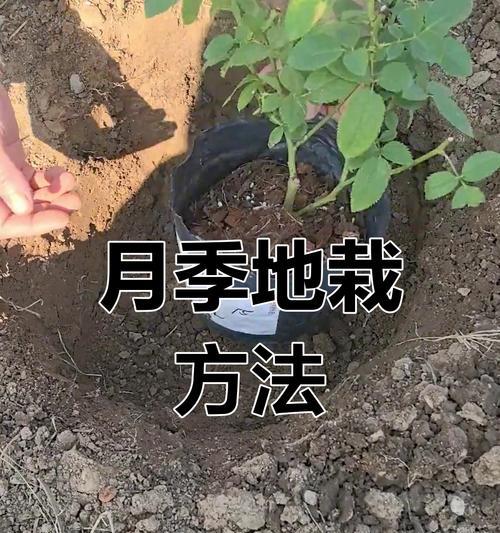 月季小苗的正确养护方法是什么？