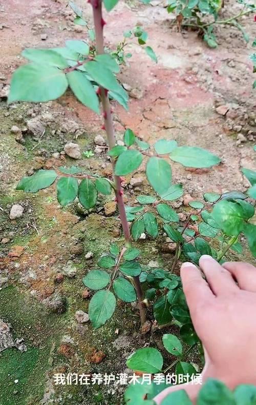 月季小苗的正确养护方法是什么？