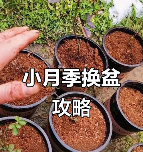 月季小苗的正确养护方法是什么？