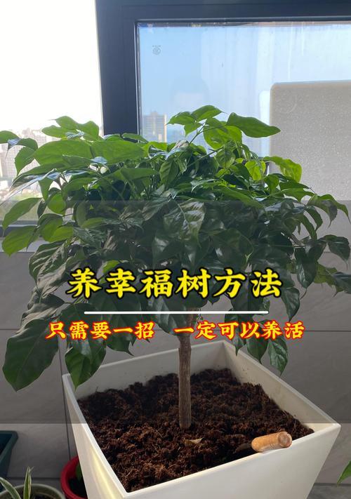 幸福树的繁殖方法有哪些？哪种方式成功率最高？