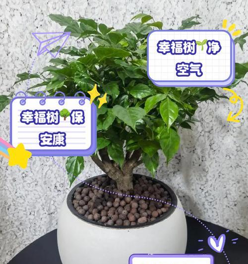 幸福树的繁殖方法有哪些？哪种方式成功率最高？