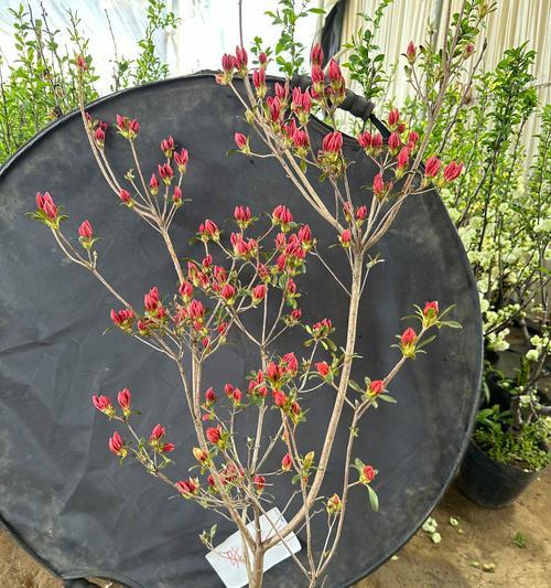 映山红栽植要点是什么？如何让映山红花开更艳？
