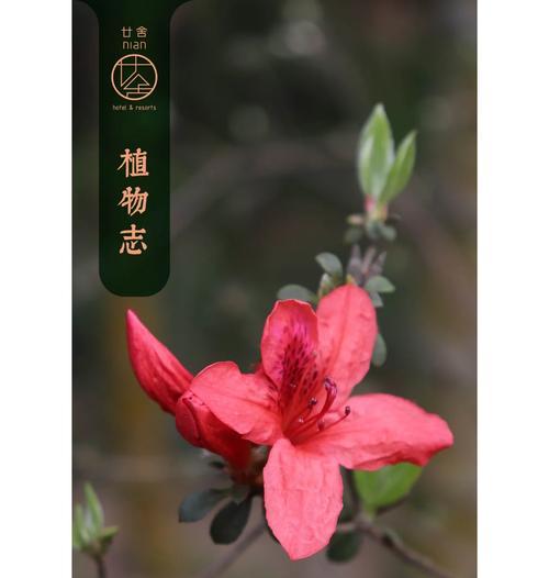 映山红栽植要点是什么？如何让映山红花开更艳？